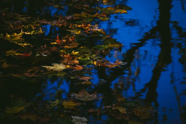 Beautiful Shot Fallen Autumn Leaves Surface Water Reflection Trees — Stock Photo, Image