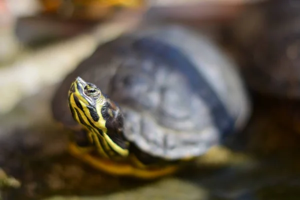 A closeup selective focus shot of a cute yellow and black turtle on the ground