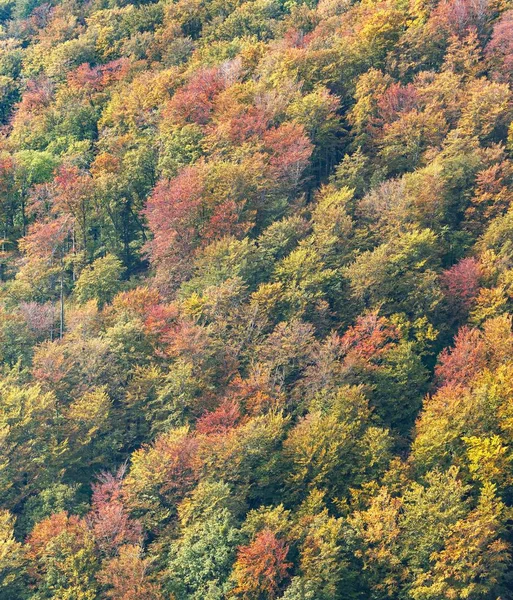Tiro Aéreo Muitas Árvores Coloridas Ótimo Para Fundo Natural Fresco — Fotografia de Stock
