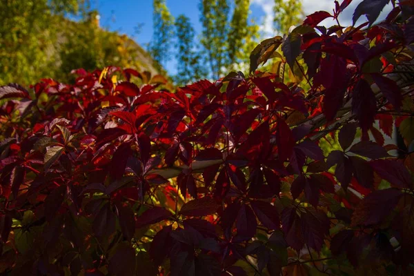 Прекрасный Вид Дерево Красными Листьями Посреди Сада Захваченного России — стоковое фото
