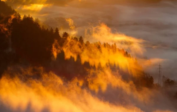 Uno Splendido Scenario Una Foresta Arborea Ricoperta Nuvole Simili Fuoco — Foto Stock