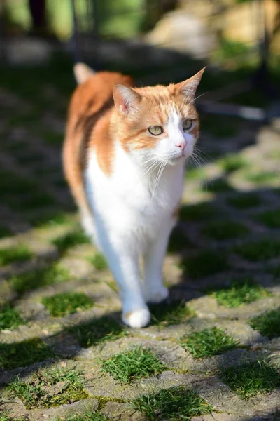 Селективный Вертикальный Снимок Милого Домашнего Короткошерстного Кота Гуляющего Посреди Парка — стоковое фото