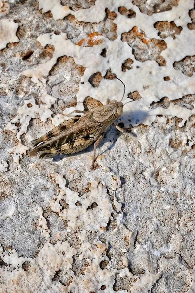 Een Verticaal Close Shot Van Een Meivlieg Insect Een Zanderige — Stockfoto