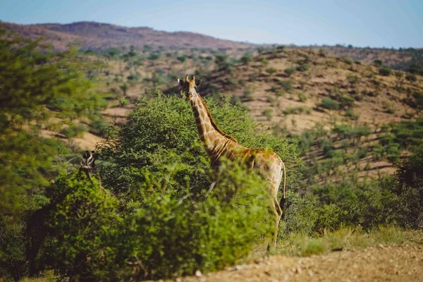 Une Girafe Milieu Jungle Namibie Afrique — Photo