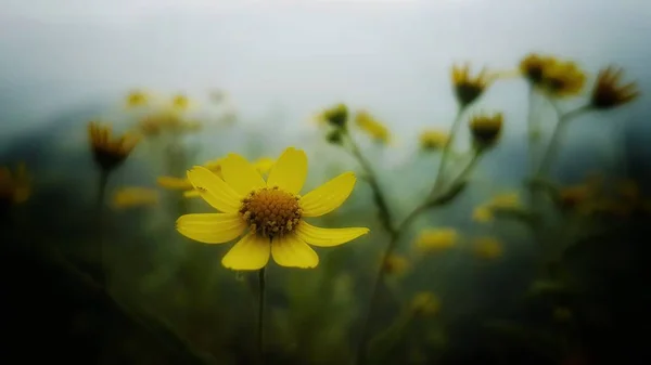 Szelektív fókusz felvétel egy sárga Leucanthemum vulgare virág nő a kert közepén — Stock Fotó