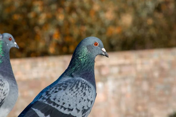 Bulanık Bir Arkaplanda Sevimli Mavi Bir Güvercinin Yakın Plan Fotoğrafı — Stok fotoğraf