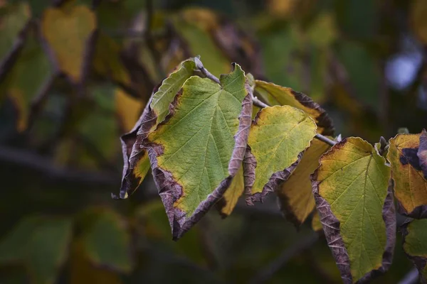 Eine Nahaufnahme Von Trockenen Blättern Auf Unscharfem Hintergrund Ideal Für — Stockfoto