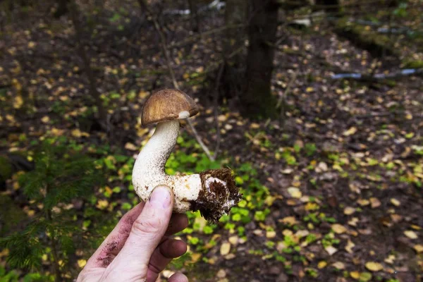 정 글 한 가운데서 버섯을 들고 있는 사람의 사진을 클로즈업 한 모습 — 스톡 사진
