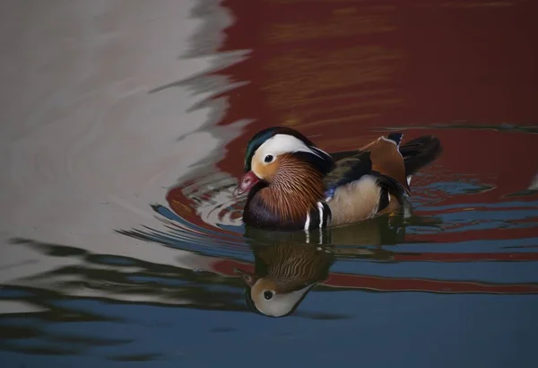 Zbliżenie strzał z a piękny słodkie słodkie typowe mergansers ptak pływanie w w woda — Zdjęcie stockowe