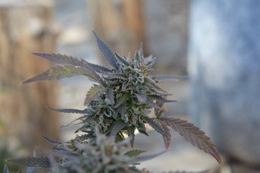 Closeup shot of a marijuana plant on blurred background clipart