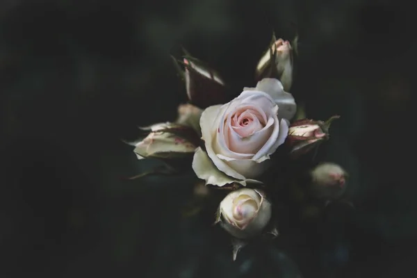 Κοντινό πλάνο ενός όμορφου λευκού τριαντάφυλλου με πολλά μπουμπούκια απομονωμένα σε θολή φόντο — Φωτογραφία Αρχείου