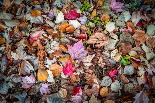 Високий кут зйомки красивого сезонного осіннього листя, що лежить посеред парку — стокове фото