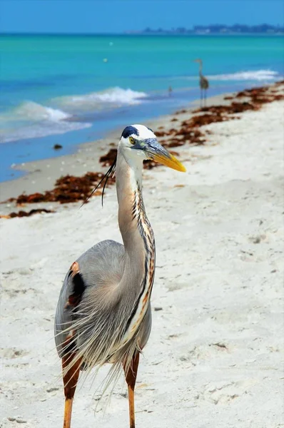 Cute Lonely Great Blue Heron Bird Beach Daytime — Stock Photo, Image