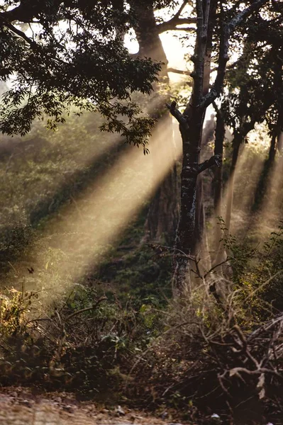 Plan Vertical Arbres Avec Soleil Qui Brille Travers Les Branches — Photo