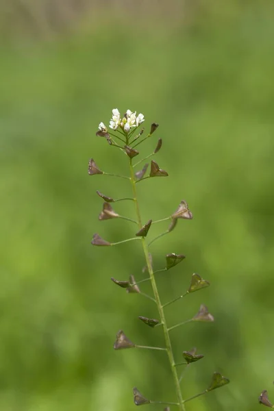 Шепердська Сумочка Capsella Bursa Pastoris Raceme Зверху Квітами Силіками Насіннєвими — стокове фото