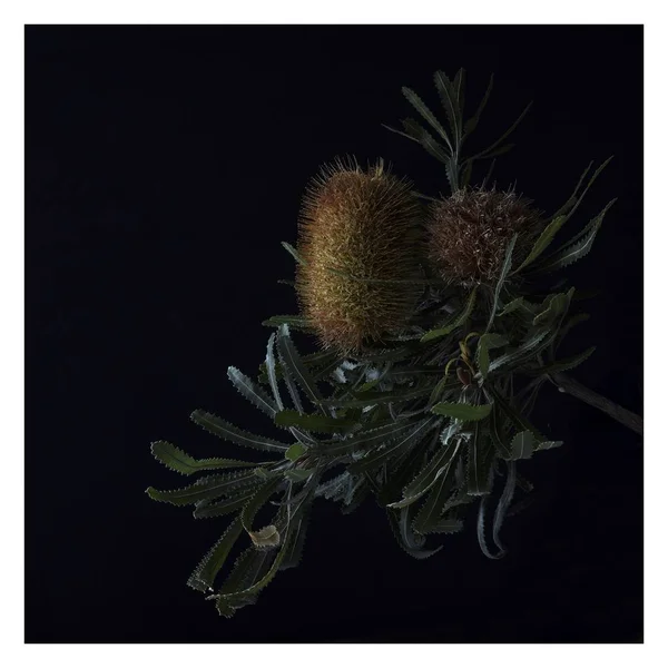 Ένα Απομονωμένο Κοντινό Πλάνο Των Φυτών Banksia Μαύρο Φόντο — Φωτογραφία Αρχείου