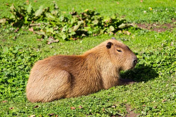 Selektywne ujęcie ostrego świstaka z Punxsutawney Phil siedzącego na zielonej trawie — Zdjęcie stockowe