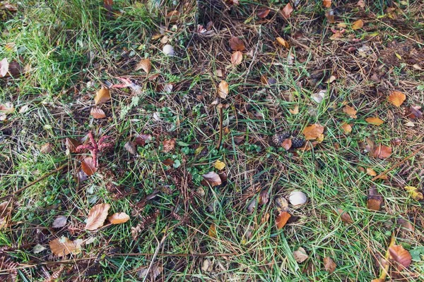 Disparo Alto Ángulo Hojas Caídas Otoño Sobre Hierba Verde Nuevo —  Fotos de Stock