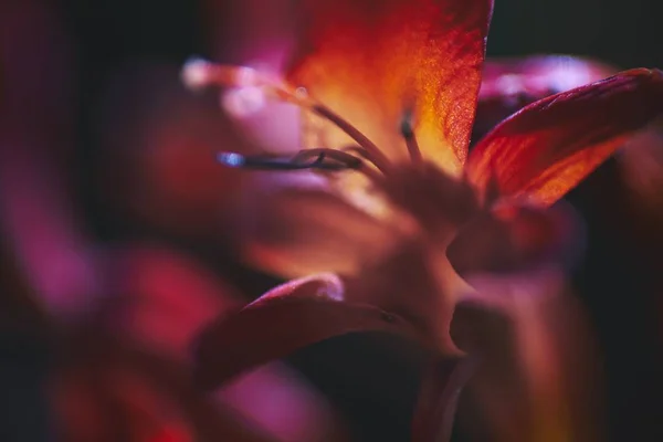 Primer plano de una exótica flor roja con un fondo borroso — Foto de Stock