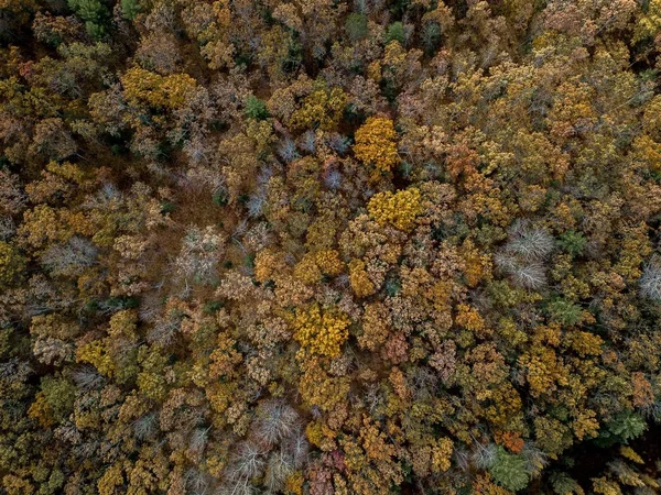 Farklı Renkte Ağaçlarla Çevrili Bir Ormanın Havadan Çekilmiş Görüntüsü — Stok fotoğraf