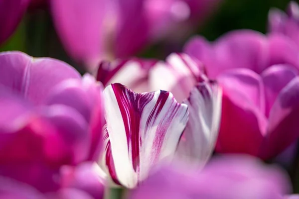 Close-up shot van een witte en paarse tulp in een paars tulpenveld - individualiteitsconcept — Stockfoto