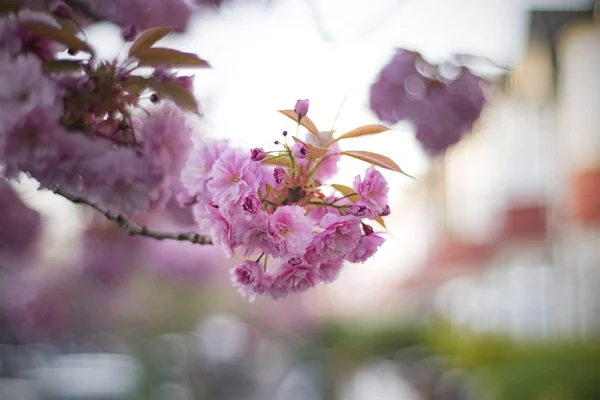 深春佳酿樱花的特写特写特写 — 图库照片