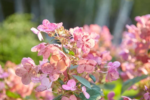 Tiro foco seletivo de belas flores de hortênsia rosa no fundo embaçado — Fotografia de Stock