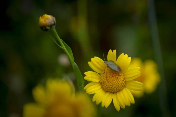 Tiro foco seletivo de belas flores amarelas em uma floresta com um fundo borrado — Fotografia de Stock