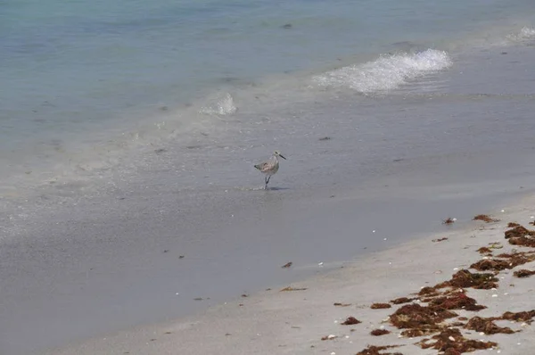 Lonely Seabird Standing Beach Sea Waves Daytime — Stock Photo, Image