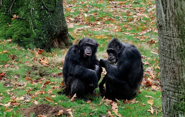 Une Belle Vue Deux Chimpanzés Assis Sur Champ Couvert Herbe — Photo