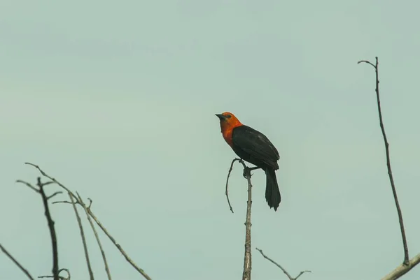 一只美丽的红翅黑鸟坐在木棍上的特写镜头 — 图库照片