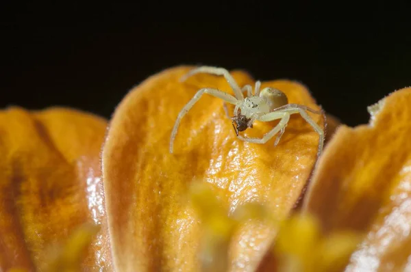 Selektive Fokusaufnahme einer kleinen Spinne auf einem orangefarbenen Blütenblatt auf schwarzem Hintergrund — Stockfoto