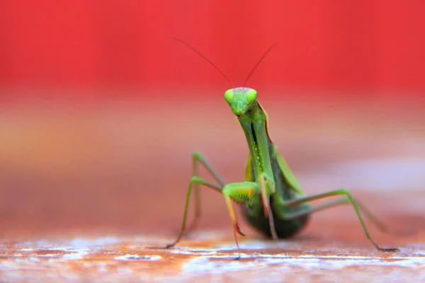 Zbliżenie Zielone Mantodea Rozmytym Czerwonym Tle — Zdjęcie stockowe