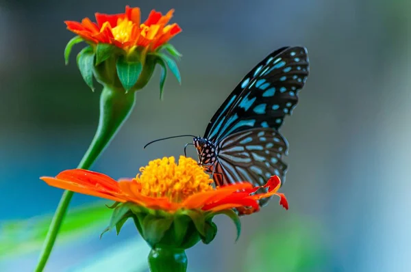 Close-up shot van een prachtige vlinder op een oranjebloemige bloem met een wazige achtergrond — Stockfoto