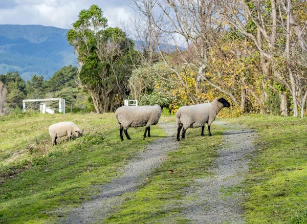 Tiro Alto Ângulo Ovelhas Pastando Uma Bela Área Rural Com — Fotografia de Stock