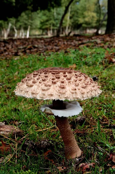 Вертикальний знімок екзотичного гриба на траві, покритому полем посеред тропічного лісу — стокове фото