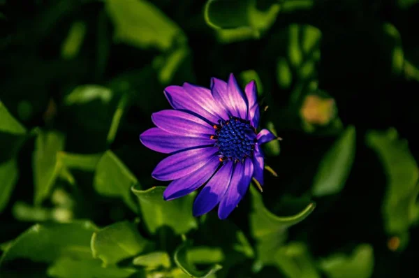 Messa a fuoco selettiva ad alto angolo di una simpatica pianta da fiore di Osteospermum — Foto Stock