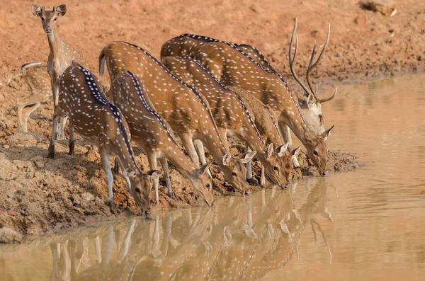 Tiro Close Uma Manada Belos Veados Bebendo Água Lago — Fotografia de Stock