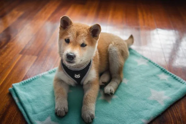 Vysoký Úhel Detailní Záběr Roztomilé Shiba Inu Štěně Sedí Podlaze — Stock fotografie