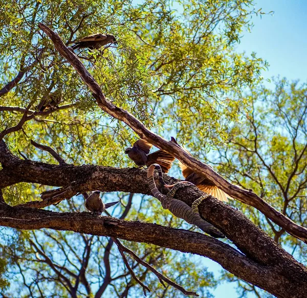 Low Angle Closeup Shot Birds Sitting Tree Australia — Stock Photo, Image