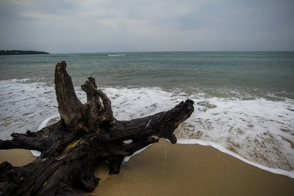 Detailní záběr obrovského kusu dřeva na písku na okraji oceánu — Stock fotografie