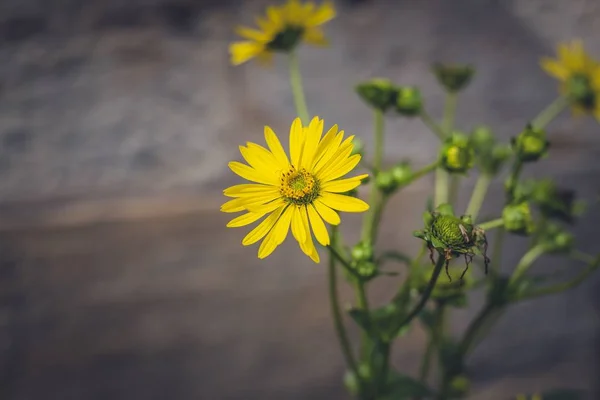 花园中一朵黄色花朵的选择性聚焦镜头 — 图库照片