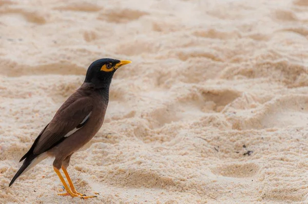 Nahaufnahme eines einsamen myna Vogels in einer sandigen Gegend — Stockfoto