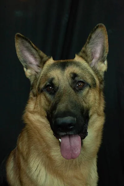 Primer Plano Lindo Perro Pastor Alemán Sacando Lengua Por Cámara — Foto de Stock