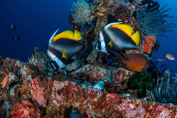 A beautiful shot from the extraordinary life of the underwater world in Bali