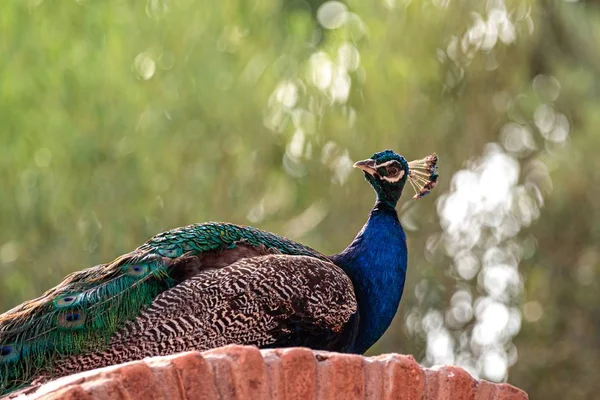 Detailní záběr nádherný páv sedí na kameni na rozmazaném pozadí s bokeh světla — Stock fotografie