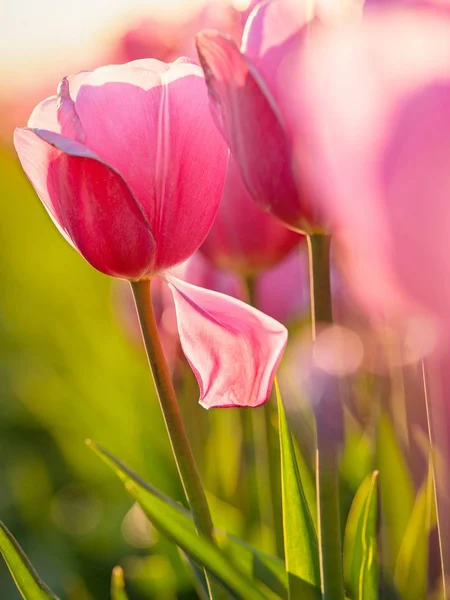 Красивый снимок розового поля тюльпанов - отлично подходит для натуральных обоев или фона — стоковое фото