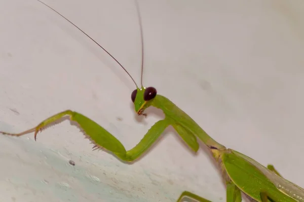 Macro fotografie opname van een groene mantidae met een witte achtergrond — Stockfoto