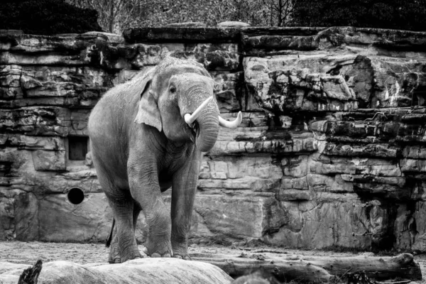 Una Toma Escala Grises Lindo Elefante Dando Paseo Medio Bosque — Foto de Stock