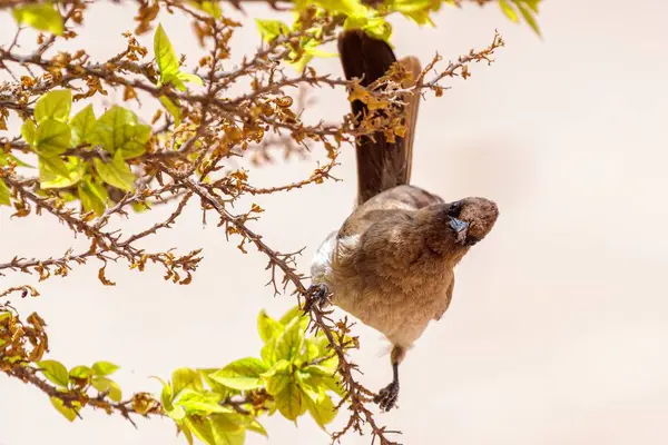 Closeup shot of a beautiful bird sitting on a branch of a tree on white background — Stock Photo, Image